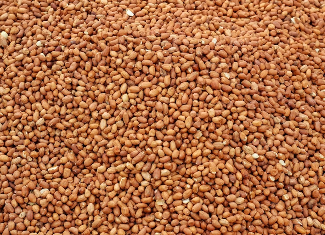 Tanzania Export Grade Groundnuts Peanuts Njugu Karanga
