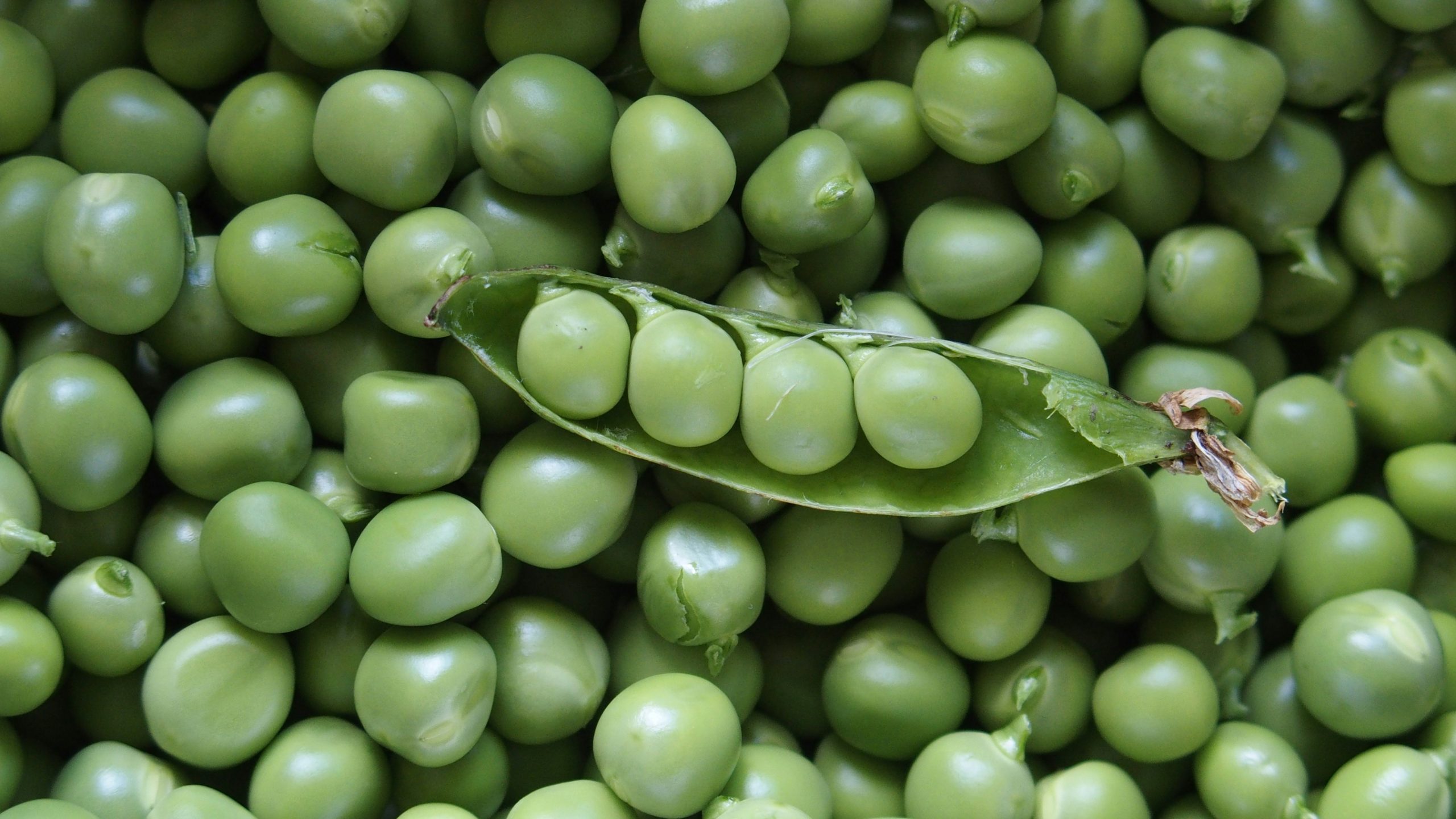 Tanzania Pigeon Peas Export Mbaazi